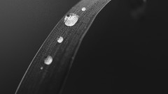 Macro leaves nature close-up water drops