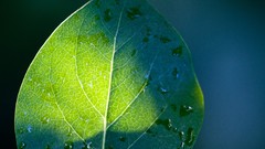 Macro leaves nature close-up water drops