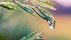 Macro leaves nature close-up water drops