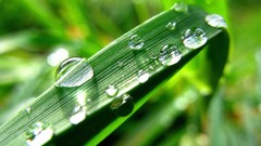 Macro leaves nature close-up water drops