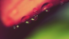 Macro leaves nature close-up water drops