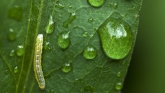 Macro leaves nature close-up water drops caterpillars