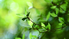 Macro leaves nature depth of field