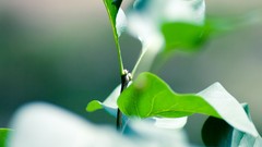 Macro leaves nature depth of field