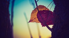 Macro leaves nature depth of field