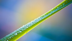 Macro leaves nature dew water drops