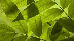 Macro leaves nature digital art depth of field