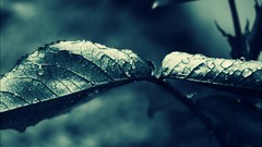 Macro leaves nature drops dark close-up water drops