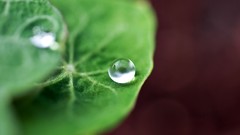 Macro leaves nature drops Green close-up