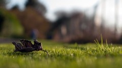 Macro leaves nature fallen leaves
