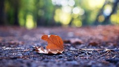 Macro leaves nature fallen leaves depth of field