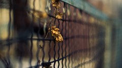 Macro leaves nature fences Chain Link Fence depth of field