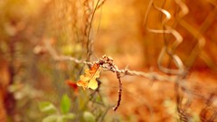 Macro leaves nature fences depth of field