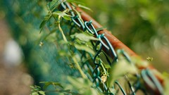 Macro leaves nature fences depth of field