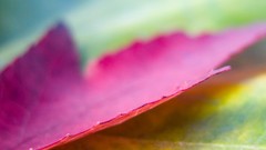 Macro leaves nature field autumn depth