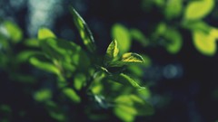 Macro leaves nature France FILSRU