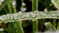 Macro leaves nature frost ice crystals