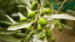 Macro leaves nature fruits