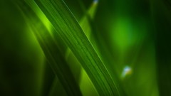 Macro leaves nature grass