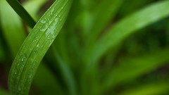 Macro leaves nature grass