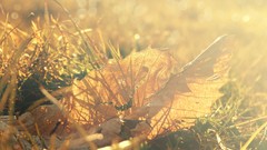 Macro leaves nature grass