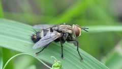 Macro leaves nature grass fly Animals Plants insects wildlife