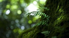 Macro leaves nature grass Green moss Ferns bokeh forests tree 