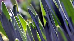 Macro leaves nature grass Plants close-up bokeh