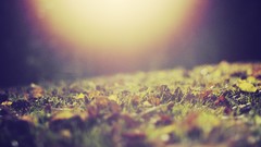 Macro leaves nature grass sunlight ground fallen leaves depth 