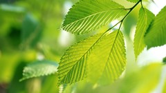 Macro leaves nature grass wall Green floral water drops flora