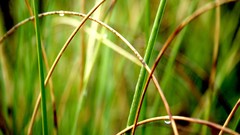 Macro leaves nature grass wall Green floral water drops flora