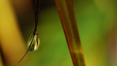 Macro leaves nature grass wall Green floral water drops flora
