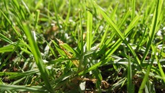 Macro leaves nature grass wall Green floral water drops flora