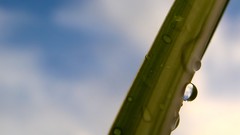 Macro leaves nature grass wall Green floral water drops flora