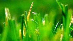 Macro leaves nature grass wall Green floral water drops flora