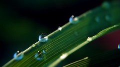 Macro leaves nature grass wall Green floral water drops flora