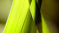 Macro leaves nature grass wall Green floral water drops flora