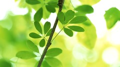 Macro leaves nature grass wall Green floral water drops flora