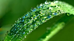 Macro leaves nature grass wall Green floral water drops flora