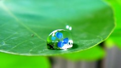 Macro leaves nature grass wall Green floral water drops flora