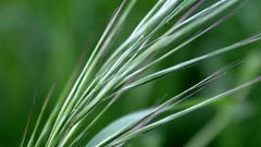Macro leaves nature grass wall Green floral water drops flora