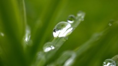 Macro leaves nature grass wall Green floral water drops flora