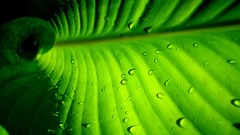 Macro leaves nature grass wall Green floral water drops flora