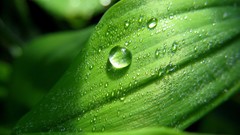 Macro leaves nature grass wall Green floral water drops flora