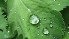 Macro leaves nature grass wall Green floral water drops flora