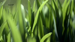 Macro leaves nature grass wall Green floral water drops flora