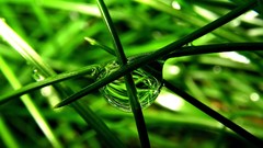 Macro leaves nature grass wall Green floral water drops flora