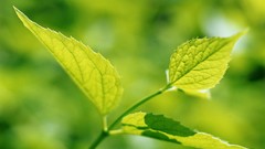 Macro leaves nature grass wall Green floral water drops flora