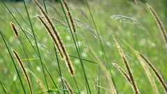 Macro leaves nature grass wall Green floral water drops flora