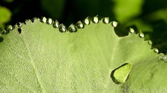Macro leaves nature grass wall Green floral water drops flora